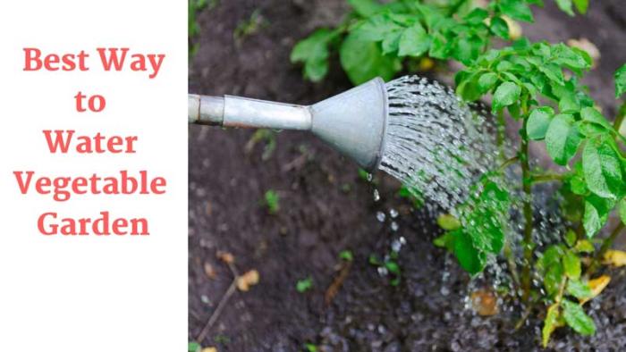 Best Way to Water Vegetable Garden